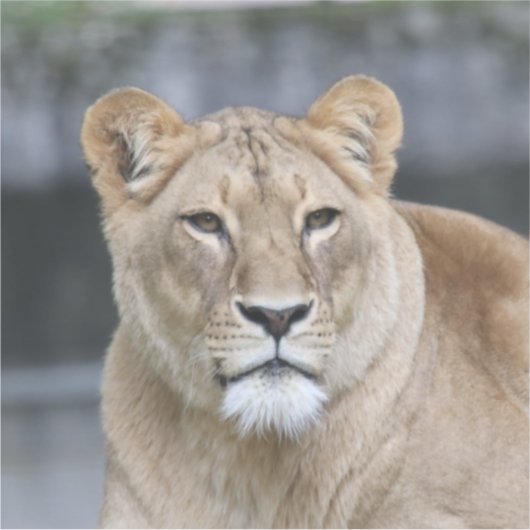 ライオン004 シール (正面)