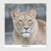 ライオン004 シール (シート)