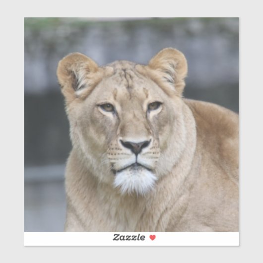 ライオン004 シール (シート)