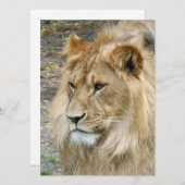 ライオン011 シーズンカード (正面/裏面)