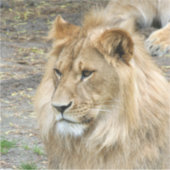 ライオン011 シール (正面)