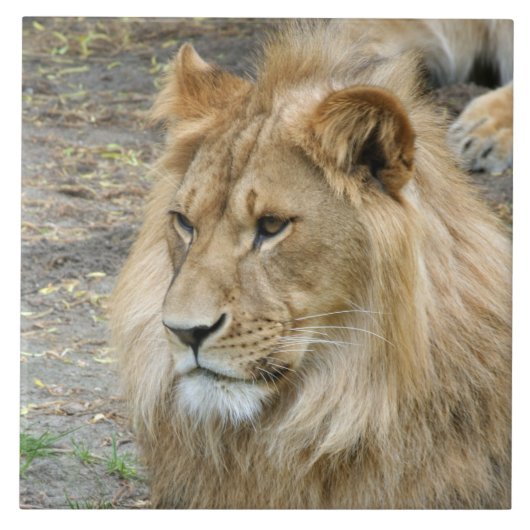 ライオン011 タイル (正面)