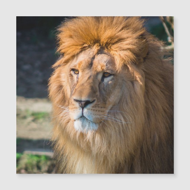 ライオン013 (正面)