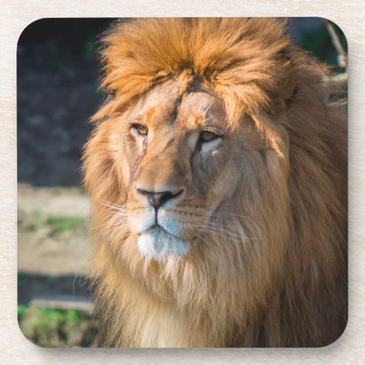 ライオン013 コースター (正面)