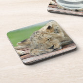 ライオン014 コースター (左側)