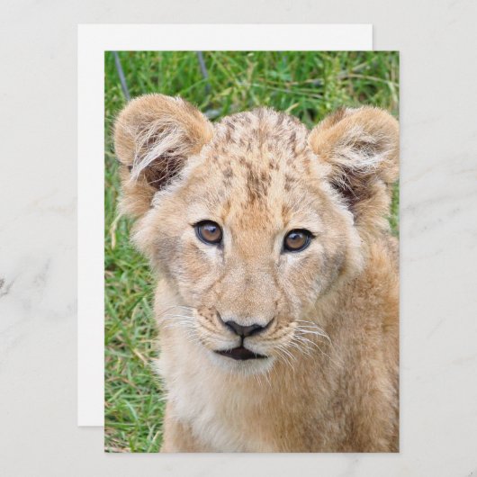 ライオン016 シーズンカード (正面/裏面)