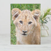 ライオン016 シーズンカード (スタンド正面)