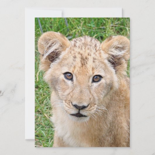 ライオン016 シーズンカード (正面)