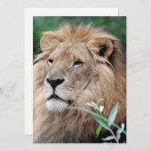 ライオン021 シーズンカード (正面/裏面)