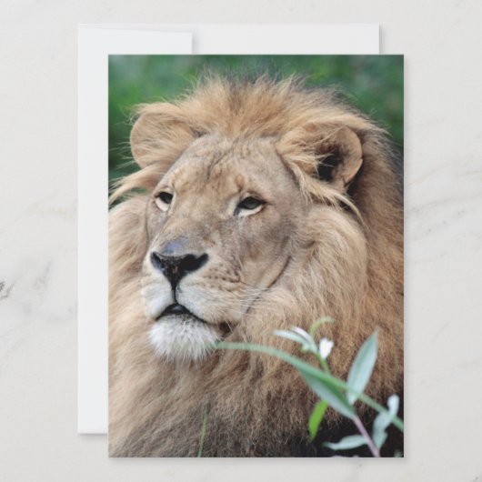 ライオン021 シーズンカード (正面)