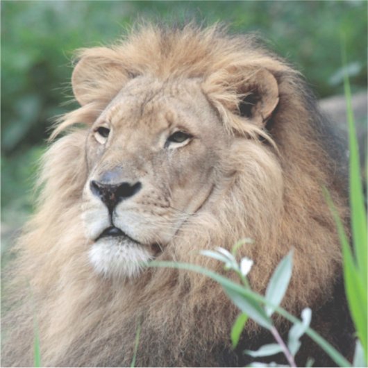 ライオン021 シール (正面)