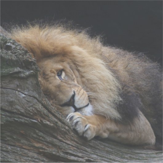 ライオン030 シール (正面)