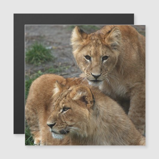 ライオン033 (正面/裏面)