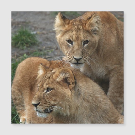 ライオン033 (正面)