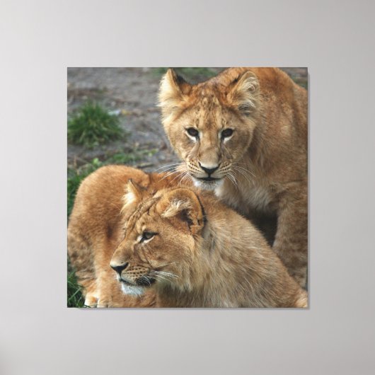 ライオン033 キャンバスプリント (正面)