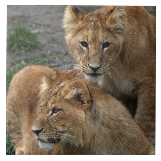 ライオン033 タイル (正面)