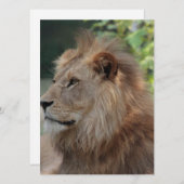 ライオン035 シーズンカード (正面/裏面)