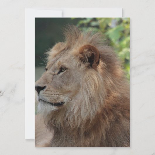 ライオン035 シーズンカード (正面)