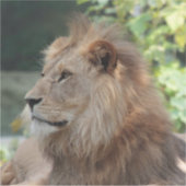 ライオン035 シール (正面)