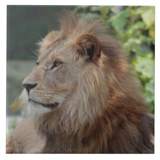 ライオン035 タイル (正面)