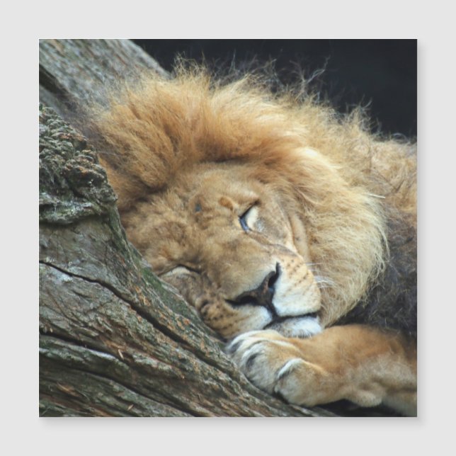 ライオン036 (正面)