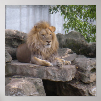 ライオン1のポスター ポスター