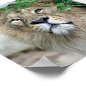 ライオン20150605 ポスター (角)