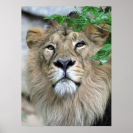 ライオン20150605 ポスター