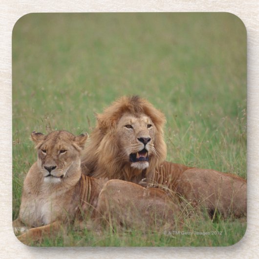 ライオン2 コースター (正面)