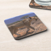 ライオン3 コースター (左側)