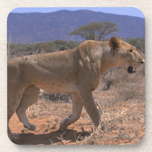 ライオン3 コースター (正面)