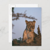 ライオン4 ポストカード (正面/裏面)