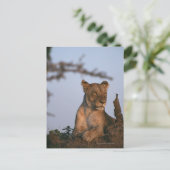 ライオン4 ポストカード (スタンド正面)