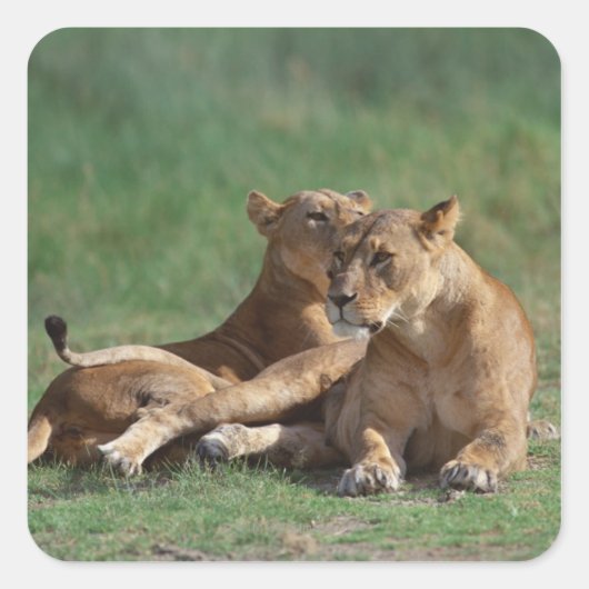 ライオン5 スクエアシール (正面)