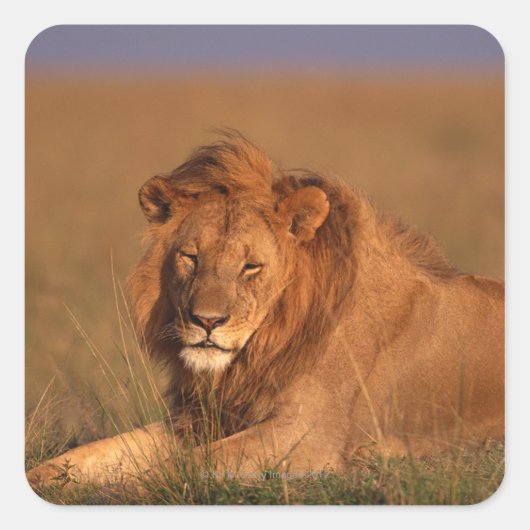 ライオン8 スクエアシール (正面)