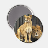 ライオン – なぜ私の上に座ってるの？ マグネット (正面/裏面)