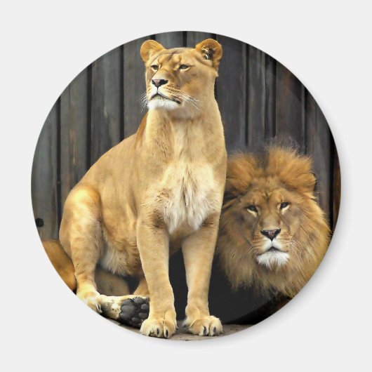 ライオン – なぜ私の上に座ってるの？ マグネット (正面)