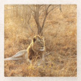 ライオン ガラスコースター