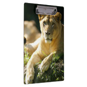 ライオン クリップボード (右)