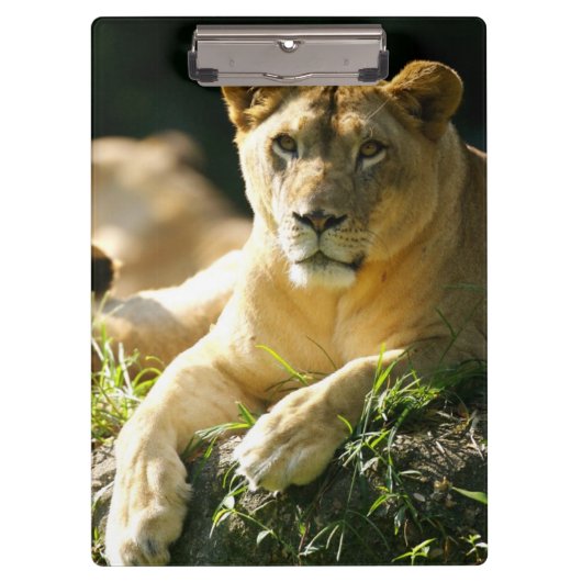 ライオン クリップボード (正面)
