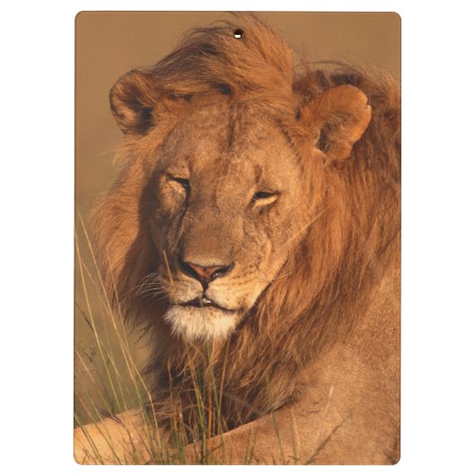 ライオン クリップボード (裏面)