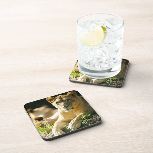 ライオン コースター (右側)