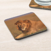 ライオン コースター (左側)