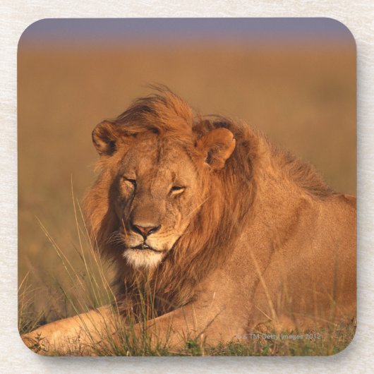 ライオン コースター (正面)