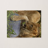 ライオン ジグソーパズル (横)