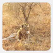 ライオン スクエアシール (正面)