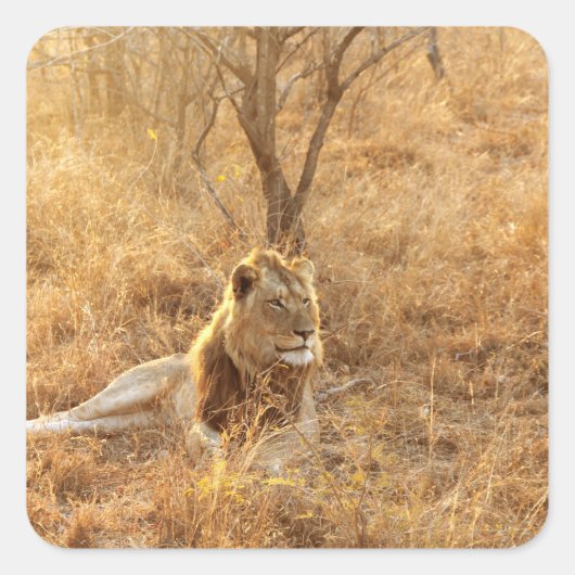 ライオン スクエアシール (正面)