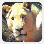 ライオン スクエアシール (正面)