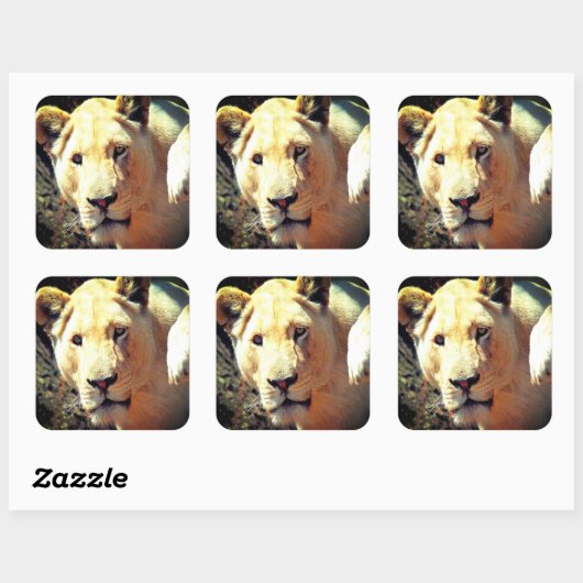 ライオン スクエアシール (シート)