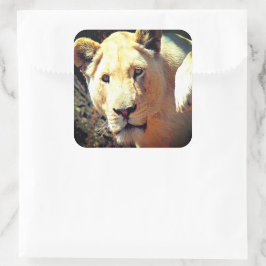 ライオン スクエアシール (バッグ)